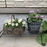 マトリカリア,ビオラ,和モダン クラッシックカラー,寄せ植え,ビオラ・パンジーの画像