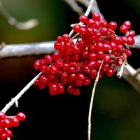 ガマズミ,山野草,赤い実,野鳥,GSのみなさんに感謝♡の画像