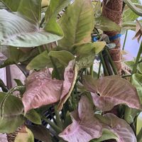 シンゴニウム,シンゴニウム,シンゴニウム ピンク,シンゴニウム ピンクスポット,つる性植物の画像