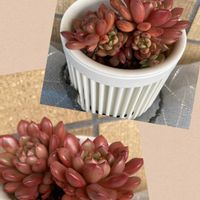 ピンクルビー,多肉植物,ベランダの画像