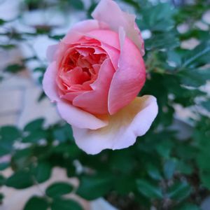 バラ,オーブ,バラ 鉢植え,ロサオリエンティス,香りの良いバラの画像