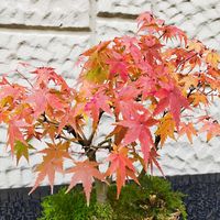 イワヒバ,モミジ,いいね❤ありがとう,小さな庭の画像