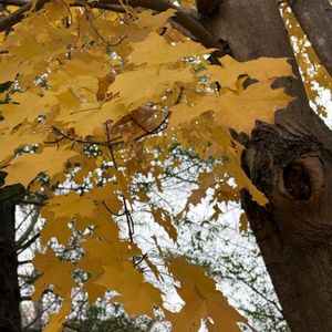 サトウカエデ,太田エアリスの小さな森公園,写真撮影,ジョイフル本田新田店,花散策の画像