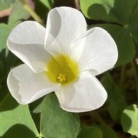 オキザリス,ノースポール,マトリカリア,デンマークカクタス,カワラナデシコの画像