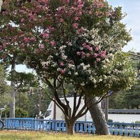 サザンカ,ギンモクセイ,お散歩コースの画像