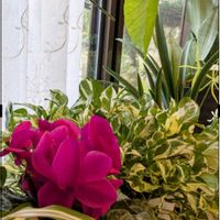 カトレア,シクラメン,ウンベラータ,ポトスエンジョイ,洋ラン　グリーンライトの画像