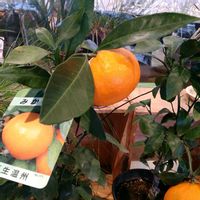 ミカン,ミカン,温州みかん,キンカンの花,キンカンの花の画像