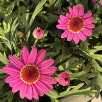 ボンザマーガレット,ボンザマーガレット　コスモスピンク,ピンクの花,GSのみなさんに感謝♡,ありがとう♡の画像