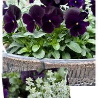 ビオラ,シルバーレース,ブラックビオラ,ロータス クレティクス,寄せ植えの画像