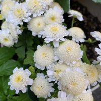 インパチェンス,サザンカ,マトリカリア,ミニチュアシュナウザー,庭の画像