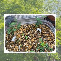 オベサ,豆苗,オベサSP,愛❤️,ソルォラリトルベイビー⋆✦の画像