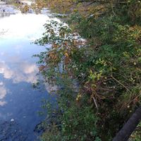 シロダモ,ヒサカキ,冬イチゴ,サネカズラを探しに,その他部屋の画像