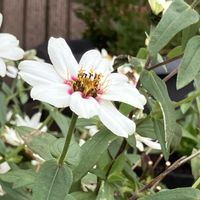 ヒャクニチソウ,ヒャクニチソウ,ご近所,マイペースに,ストレスの画像