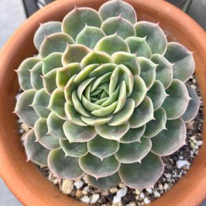 オウンスロー,多肉植物,エケベリア属,多肉植物 エケベリア,多肉中毒の画像