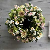 ハツユキカズラ,マトリカリア,葉牡丹,プレミアムビオラ ’ カリフォルニアコレクション ',ヘデラ 白雪姫の画像