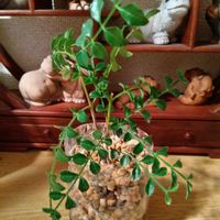 シマトネリコ,ガジュマル,胡蝶蘭,デンドロビューム,アボカド鉢植えの画像