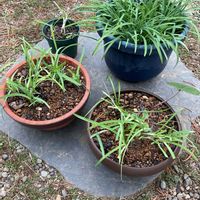 ハナニラ,ツワブキ,オキザリス・パープルドレス,斑入りツワブキ,リュウノヒゲの画像