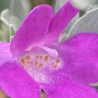 レウコフィルム,レウコフィルム,レウコフィルム,レウコフィルム,iphone11の画像