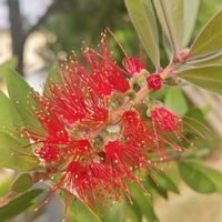 ブラシの木,花のある暮らし,植中毒,花自慢,花中毒の画像