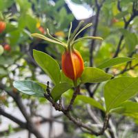 クチナシの画像