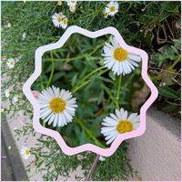 エリゲロン,エリゲロン,花のある暮らし,植物好き,自然の不思議の画像