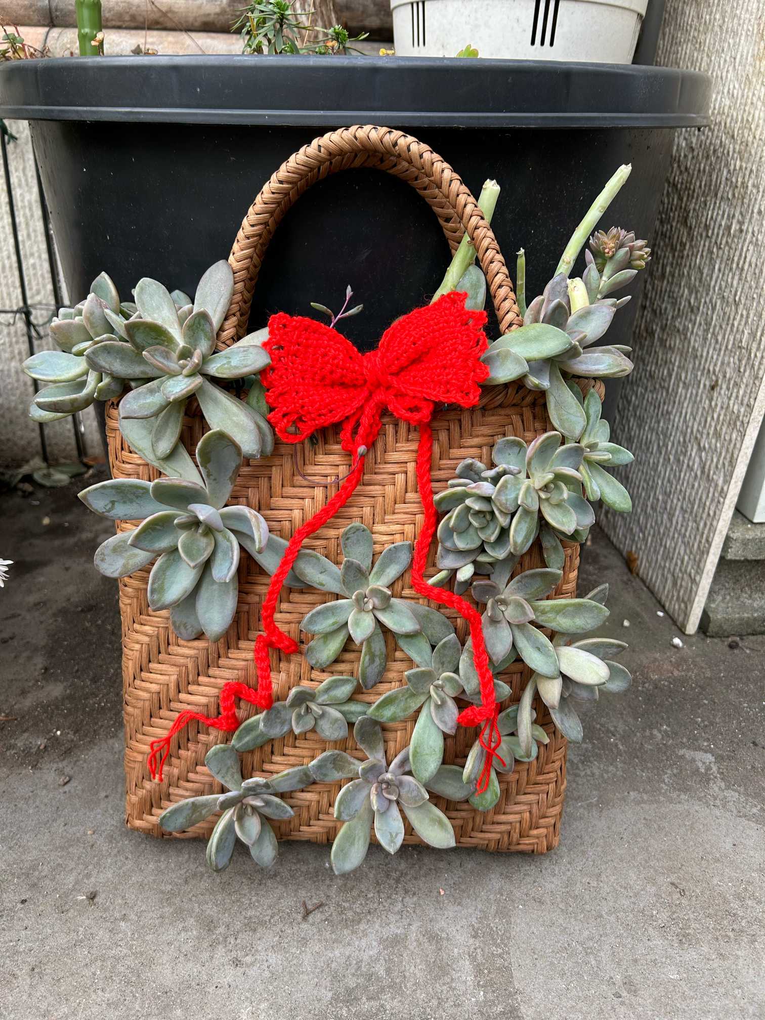 多肉植物♡てんてんてまり♡ぼのぼのさん～子付き～^^ 1711288689934_729088_p_2024032