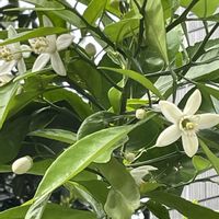 ミカン,ミカン,レモン,夏みかん,紀州みかんの画像