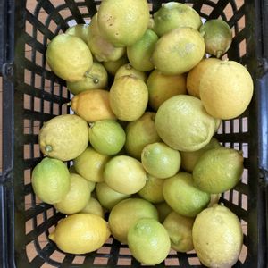 レモン,実家の庭,無農薬の画像