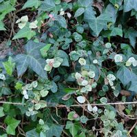 ハツユキカズラ,ヘデラ,シダ,冬の訪れ,わが家の庭の画像