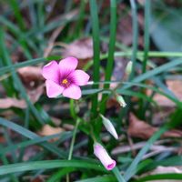 ツルニチニチソウ,ヘデラ,野紺菊,イモカタバミ(芋片喰),冬の訪れの画像