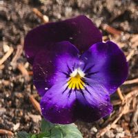 ビオラ,アメジストセージ,GSのみなさんに感謝♡,素敵な出会いに感謝,GSの繋がりに感謝♡の画像