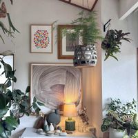 サボテン,コウモリラン,ゴムの木,アスパラガス,パンダガジュマルの画像