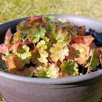 ゲラニウム,ヒューケラ,シコタンハコベの画像