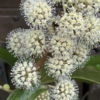 ヤツデ,サンパラソル,チーム魔女っ子,ストロングビューティー,ほんわか♥️ほんのりの画像