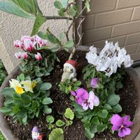 サクラソウ,ガーデンシクラメン,葉牡丹,ビオラ,マイガーデンの画像