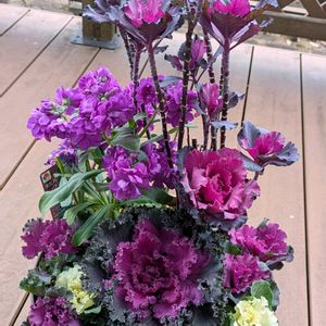 寄せ植え.,寄せ植え,癒し,花のある暮らし,綺麗の画像