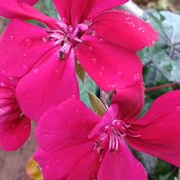 アイビーゼラニウム,アイビーゼラニウム,ミカン,ミカン,簡易温室の画像