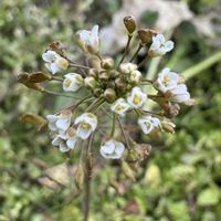 ナズナ,+安曇野の画像