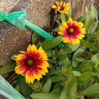 ガイラルディア,レウィシア,お花大好き♡,小さい庭,花は癒しの画像