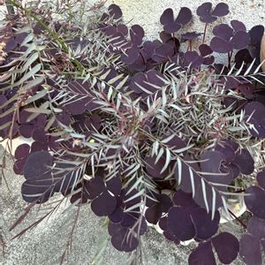 オキザリス・パープルドレス,フィランサスフェアリー（コモレビソウ）,ガーデニング,シルバーリーフ,シェードガーデンの画像