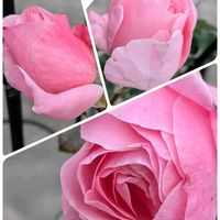 エキナセア,エキナセア,エキナセア,キンカン,キンカンの画像