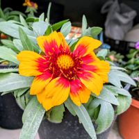 ガイラルディア,ガイラルディア グランフレイムの画像