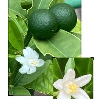 ミカン,夏みかん,ユズの花,キンカン(金柑),ミカン科の画像