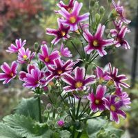 桜草,松野さんの変わり咲き桜草,花のある暮らし,お花に癒されるの画像