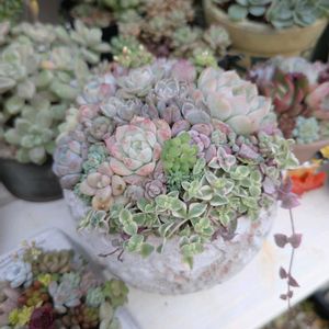 多肉寄せ植え,no green no life,多肉のある暮らし,植中毒,LOVE GREENの画像