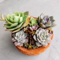 白牡丹,白牡丹,月下美人,ピーチプリデ,植え替えの画像