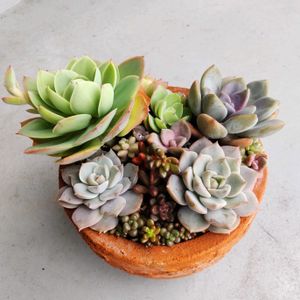 白牡丹,白牡丹,月下美人,ピーチプリデ,植え替えの画像