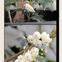 サザンカ,ヒイラギ,サザンクロス,白い水曜日♡の画像