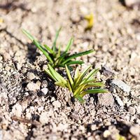 ムスカリ,秋植え球根,春咲き球根,庭の画像