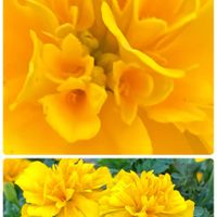 コスモス,ダールベルグデージー,マリーゴールド,サニーレタス,サニーレタスの種の画像